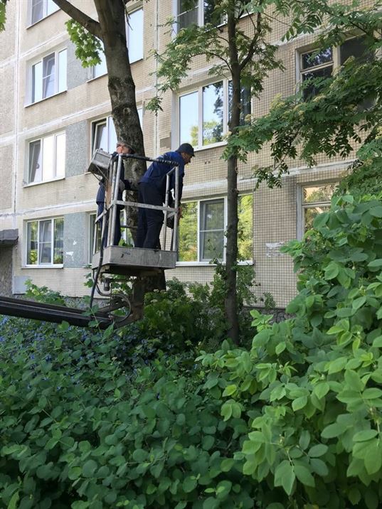Кронирование деревьев по адресу ул. Димитрова д. 4 к. 1