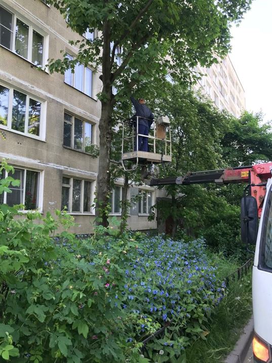 Кронирование деревьев по адресу ул. Димитрова д. 4 к. 1
