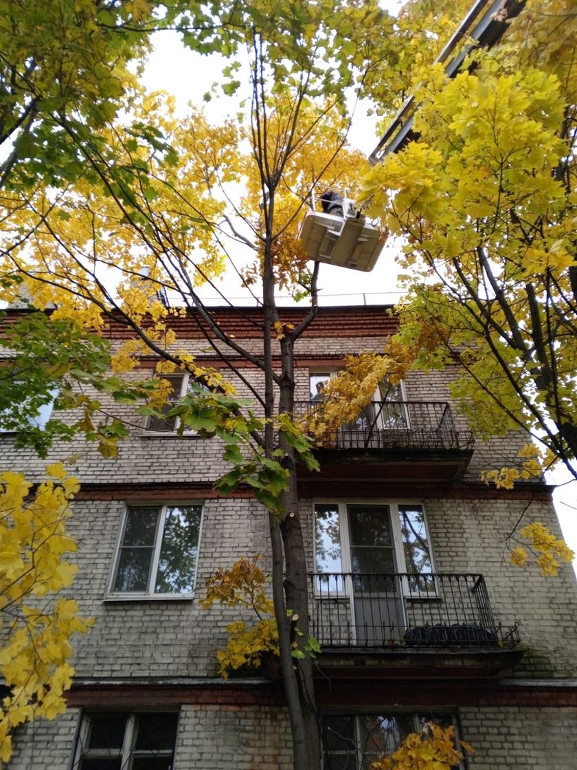 Санитарная прочистка деревьев по адресу ул. Стрельбищенская д. 3
