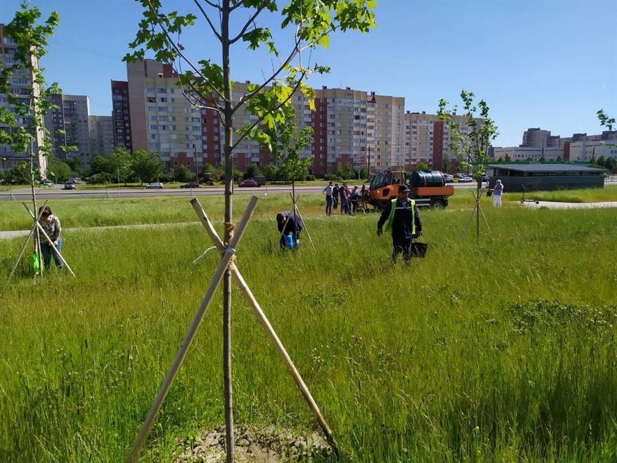 Произведен полив молодых деревьев, высаженные в Фёдоровском сквере у метро Дунайская