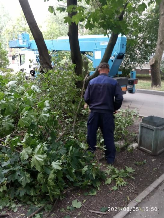 Спил аварийных деревьев по адресу ул. Стрельбищенская д. 6
